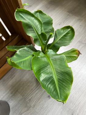 Bananenplant