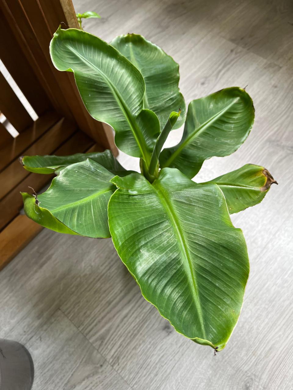 Bananenplant