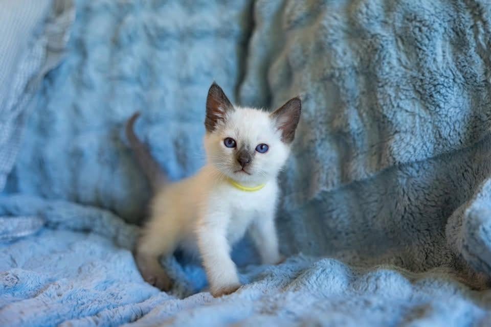 Well trained Siamese Kittens for adoption
