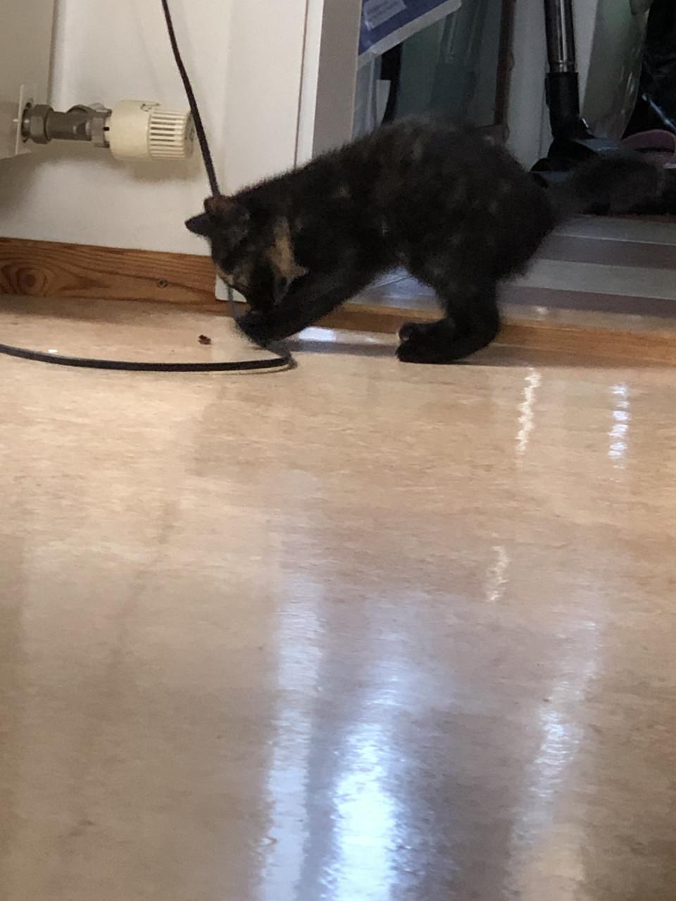 Kittens mannetje en vrouwtje