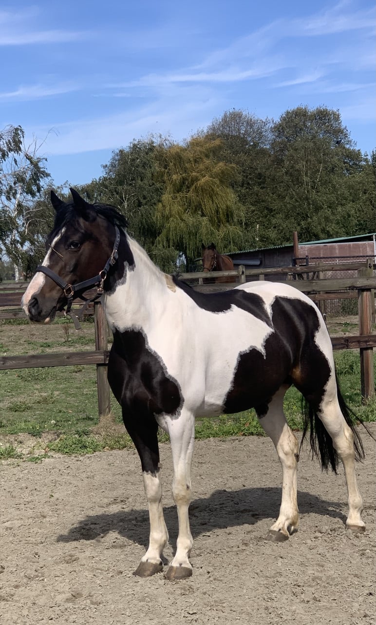Hele lieve en knappe pony