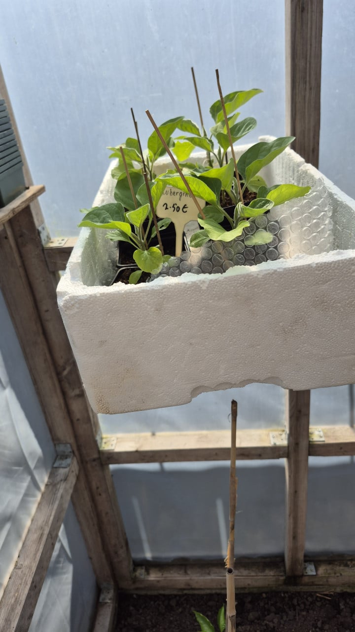 Tomatenplanten