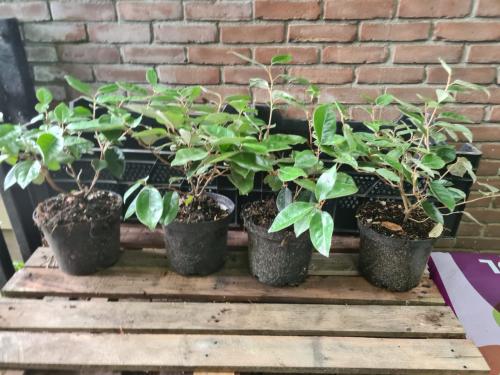 Olijfwilg haagplanten potgekweekt ca. 30 cm