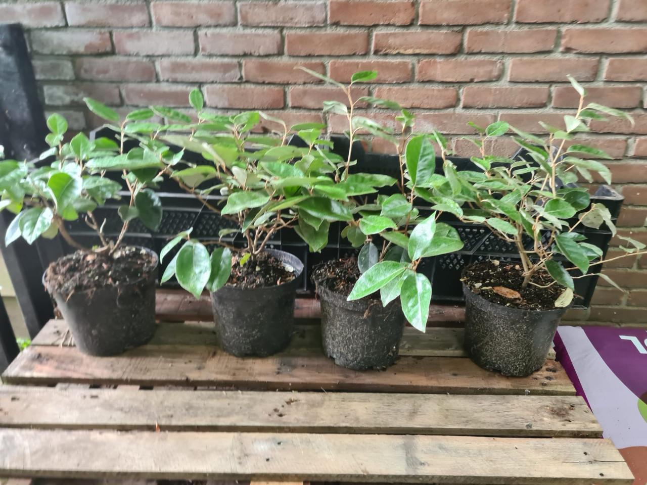 Olijfwilg haagplanten potgekweekt ca. 30 cm