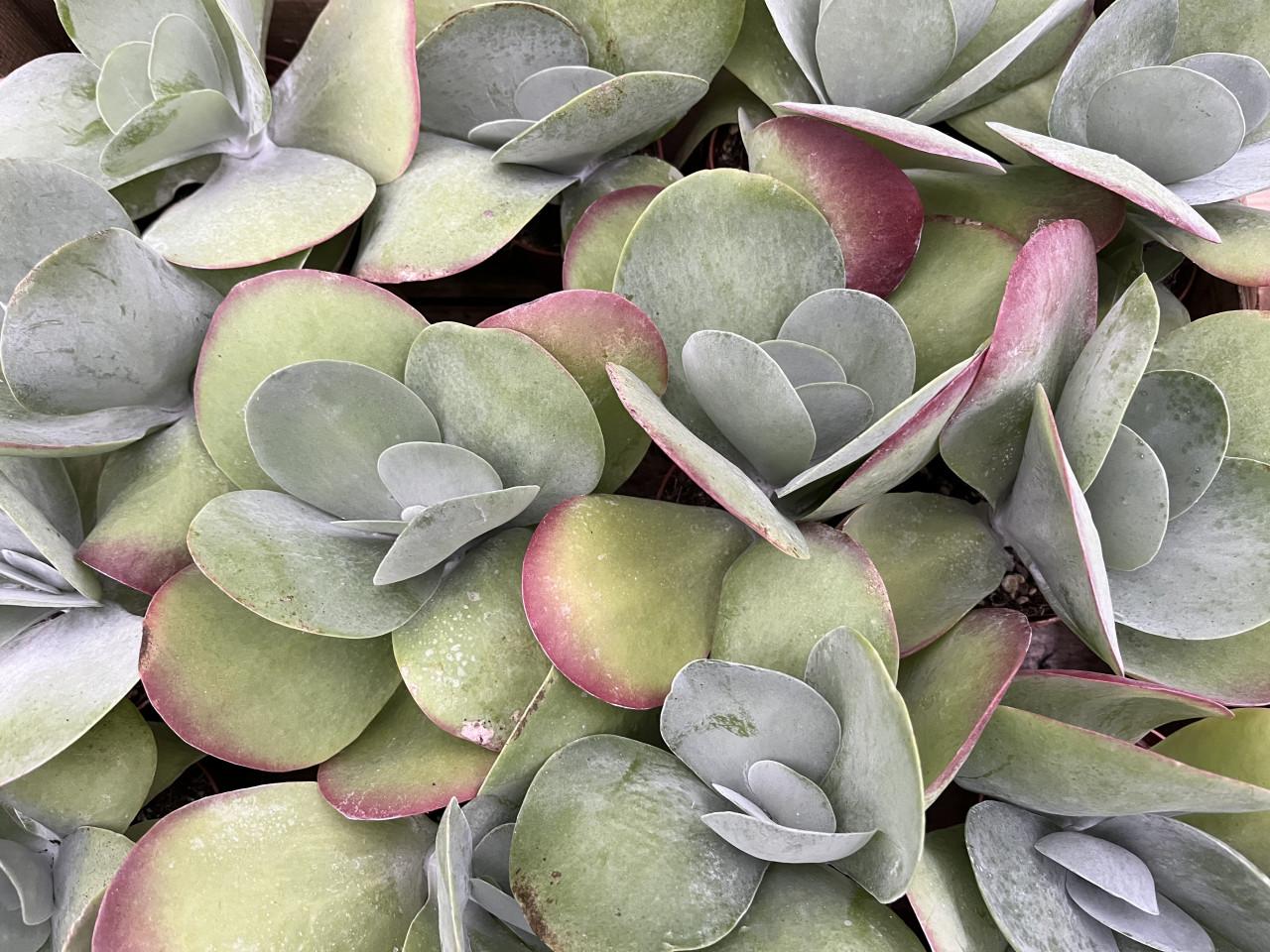 Kamerplanten toppers!