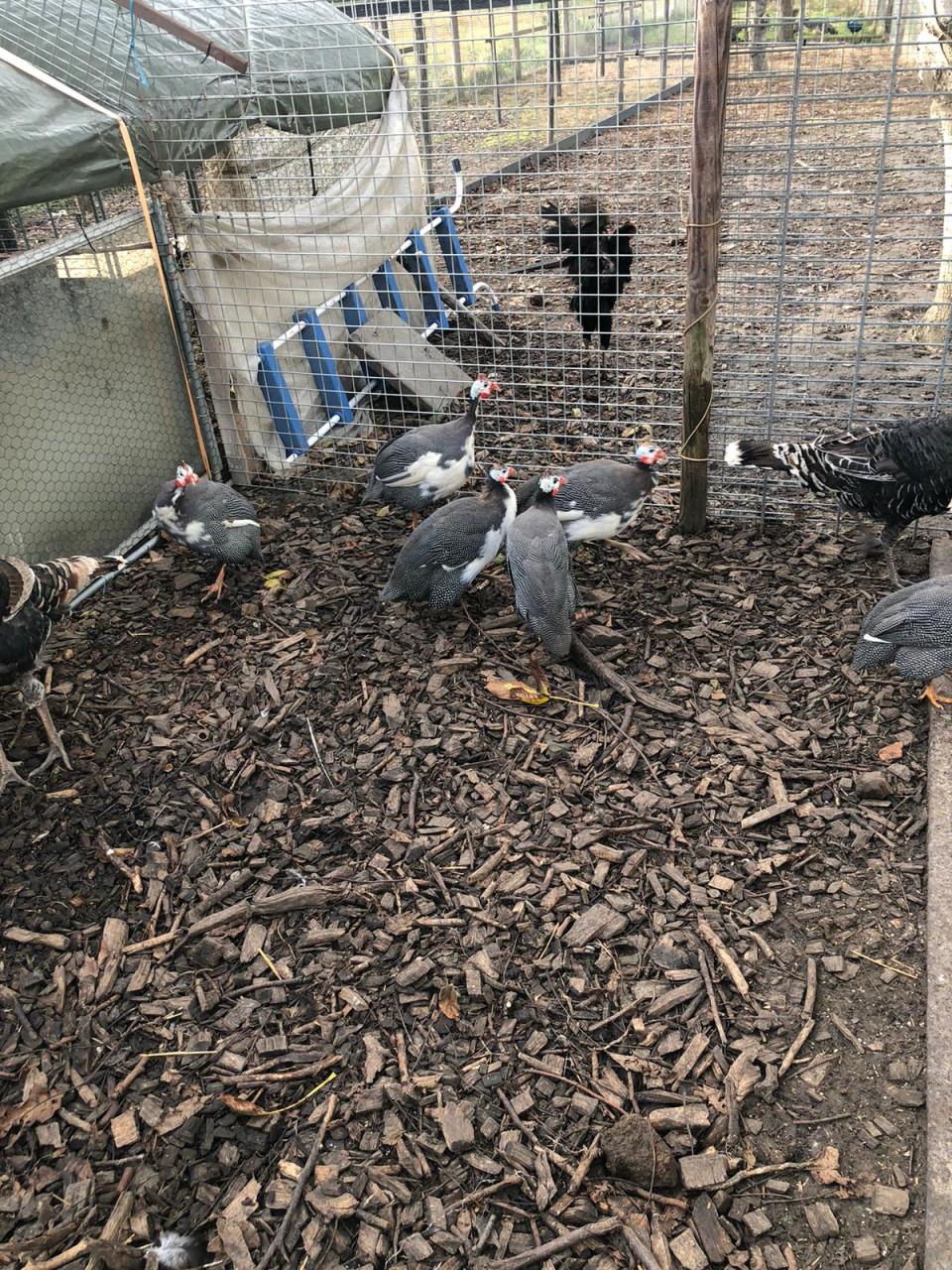 Kalkoenen en Parel hoenders