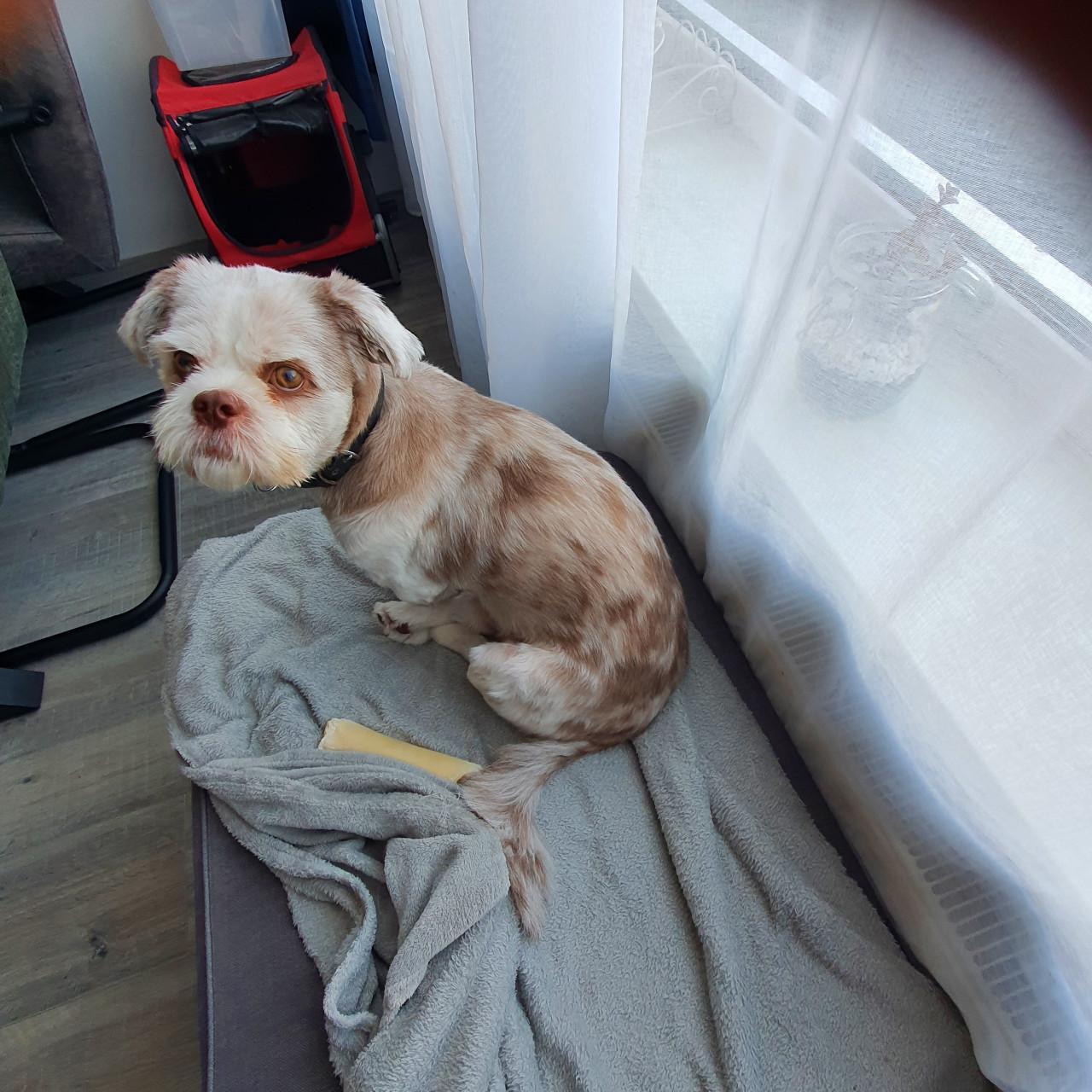 Shih Tzu mix (reu)