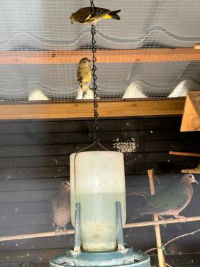Zwartkop seizen