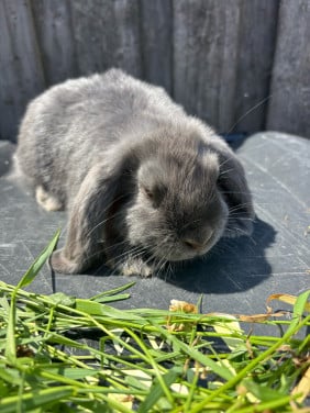 Te koop jonge hangoor konijnen