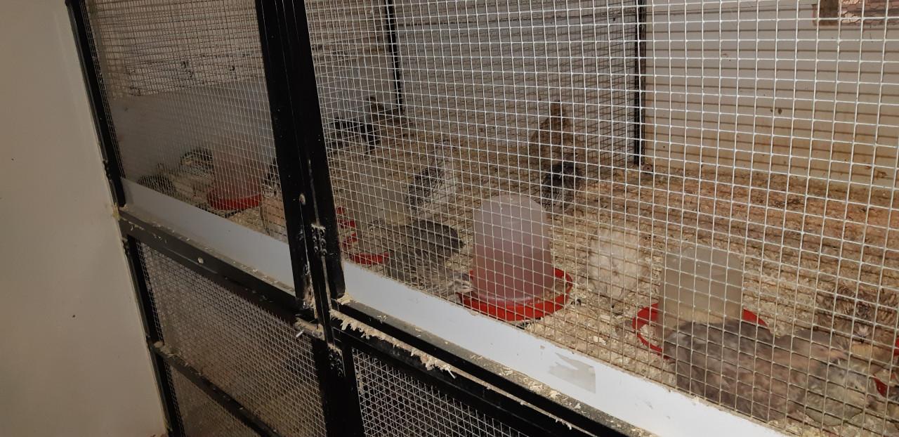 Chinese kwartels in allerlei kleuren