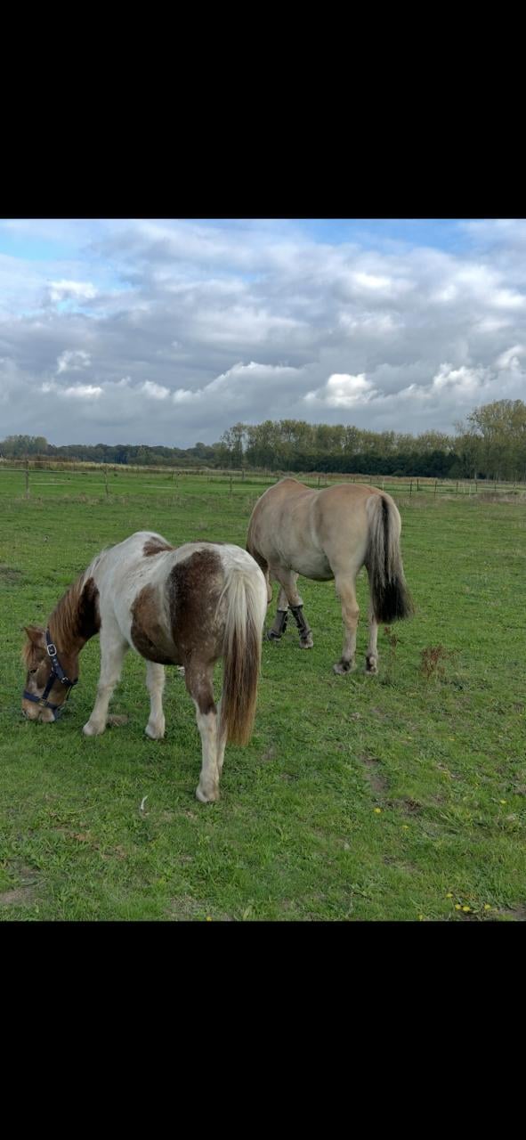 Lieve oudere b-pony