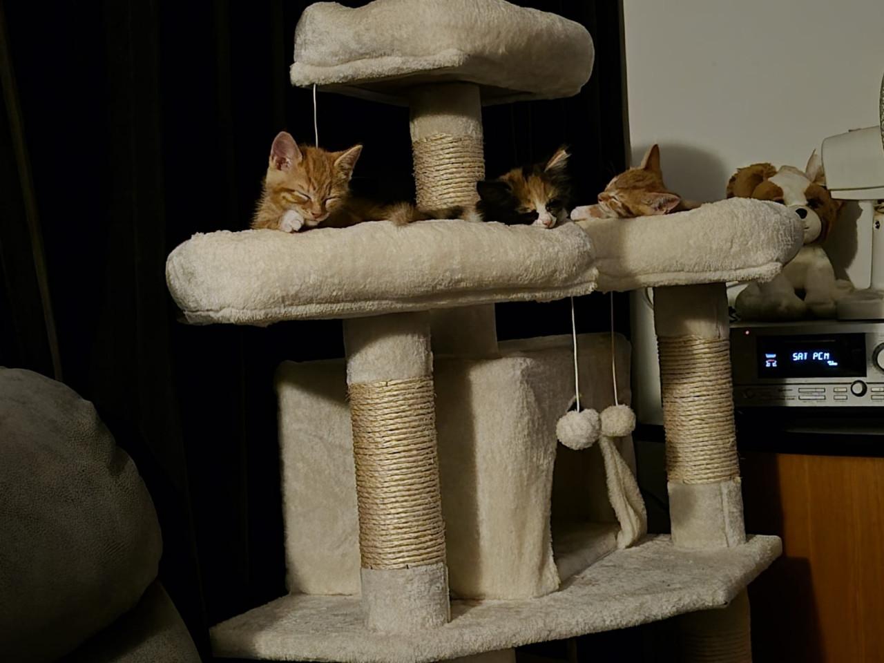 Kittens