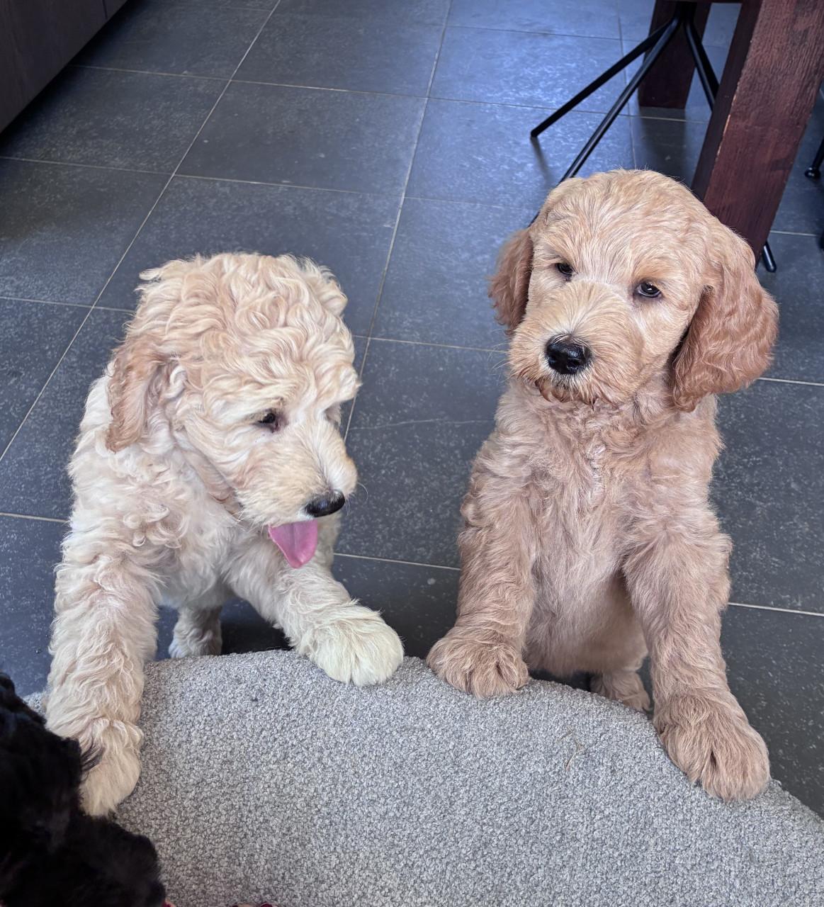 Labradoodle pups
