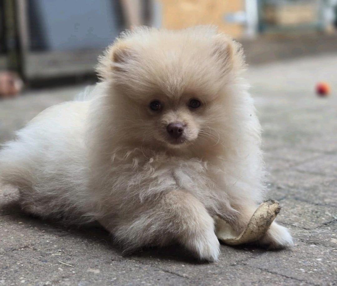 Pomeriaan pup (reutje)