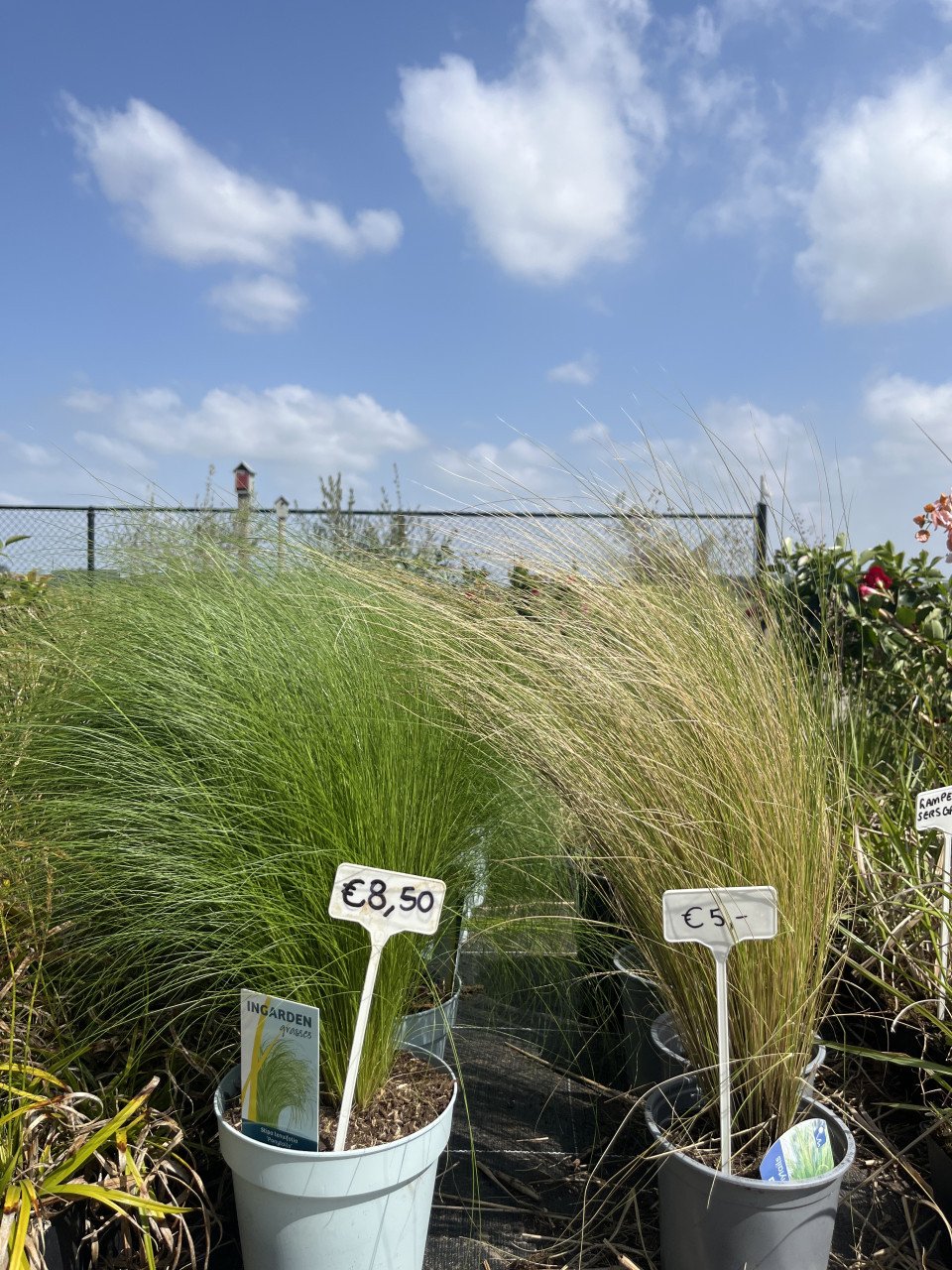 Diverse soorten (jonge siergrassen)