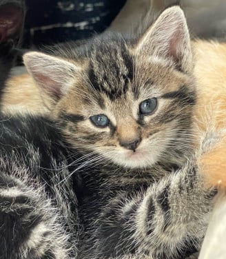 Aanhankelijke kittens