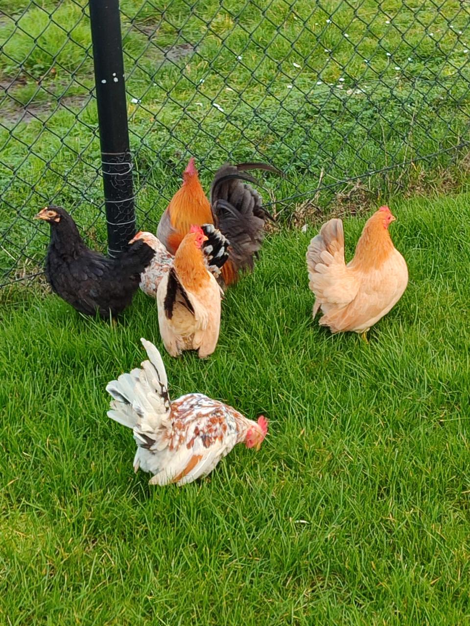 Mooie Serama hanen en hennen.