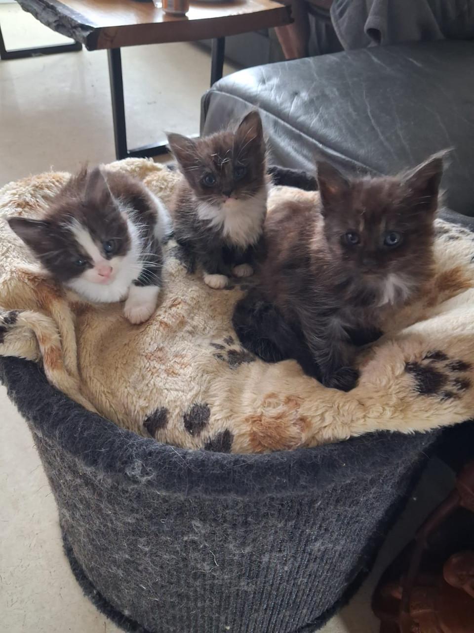 Kittens maincoons en Maincoons/Ragdoll
