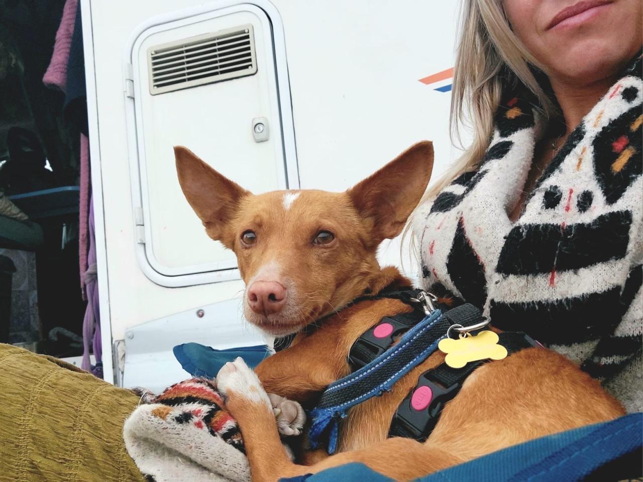 Lennie en Lennox zoeken een lief baasje!