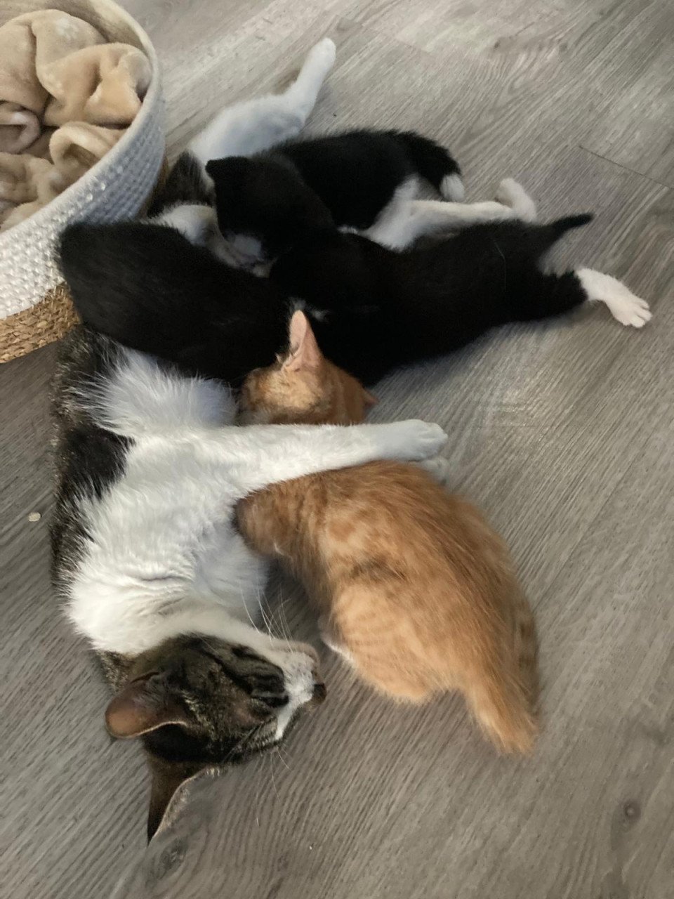 Supper schattige Kittens