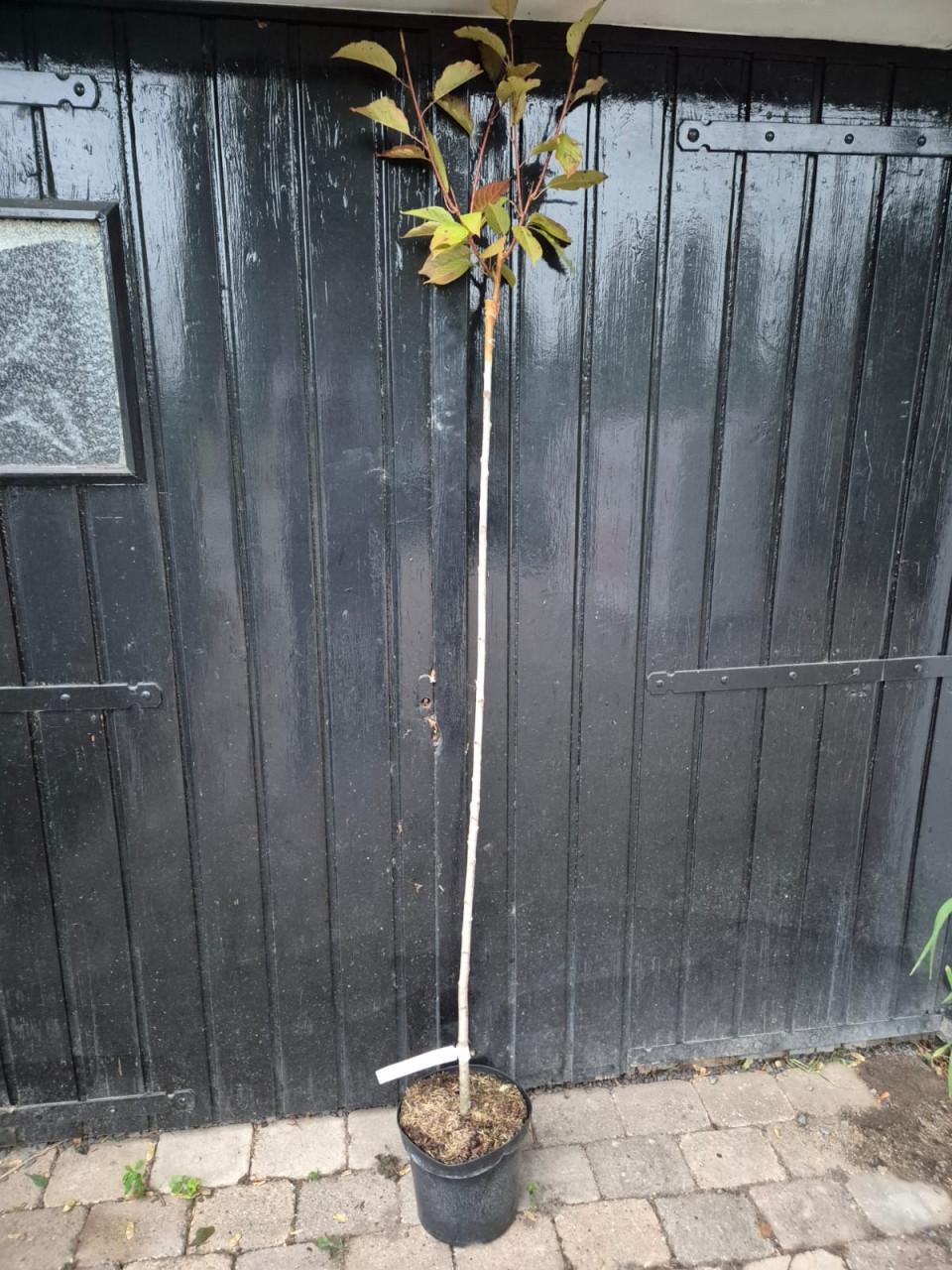 Japanse sierkers Kanzan - hoogstam