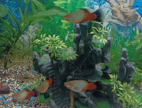 Platys