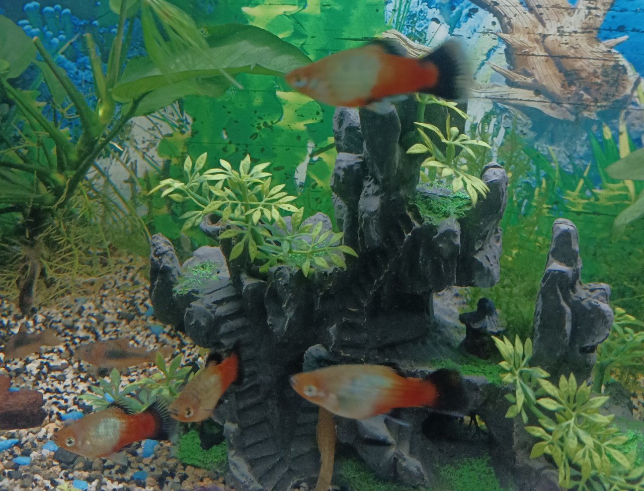 Platys