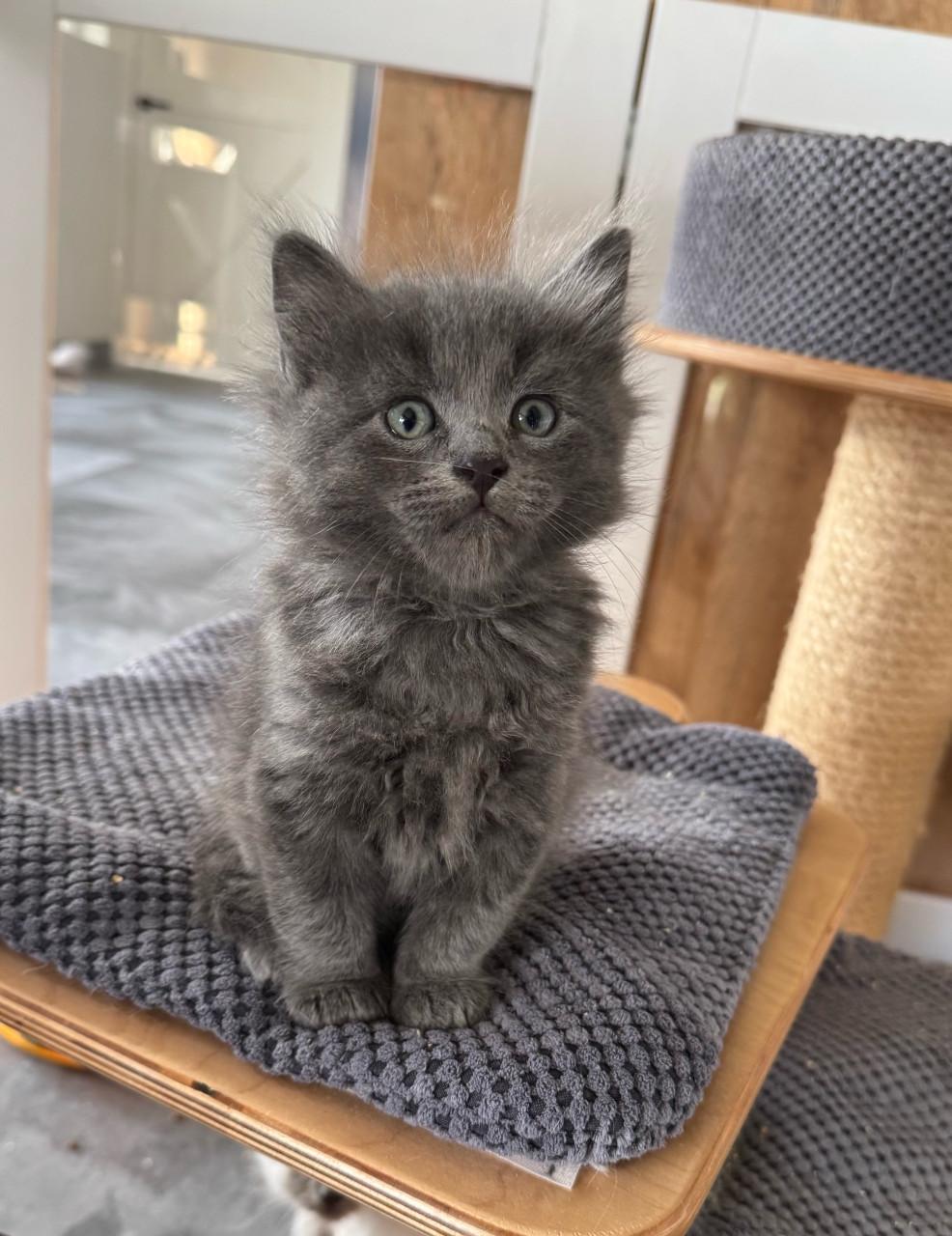 Heel aanhankelijk Ragdoll x Nebelung katertje