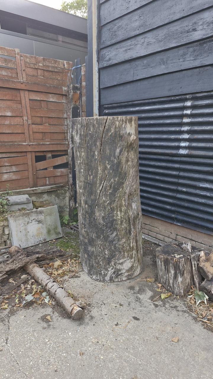 Boomstam, natuurlijk gedroogd, afmetingen ca. 1,6 m lang, doorsnede 70 cm
