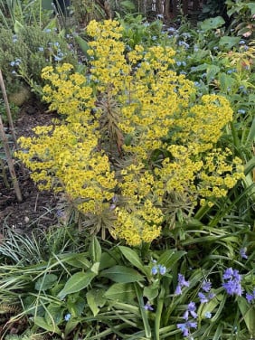 Mooie lage Euphorbia (wolfsmelk)