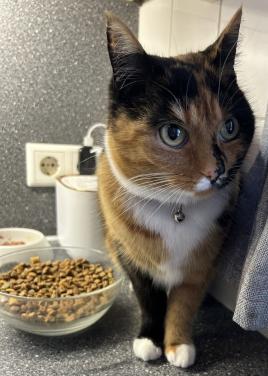 Lieve poes zoekt nieuw thuis