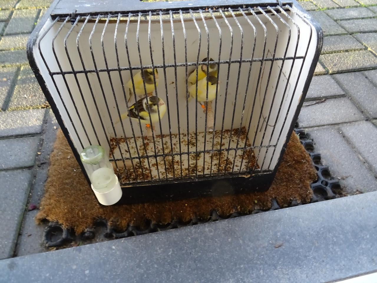 Te koop enkele zeer mooie bonte man zang kanaries ,p/st €17.00