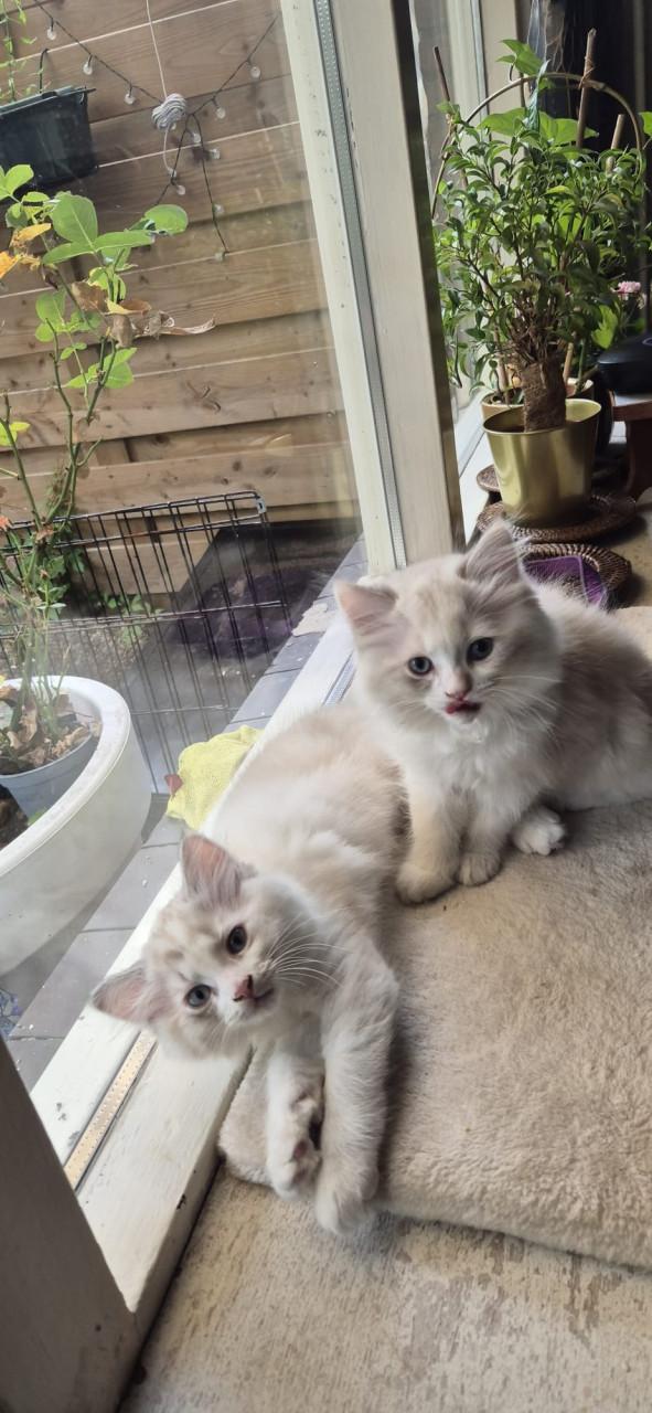 2 ragdoll kittens