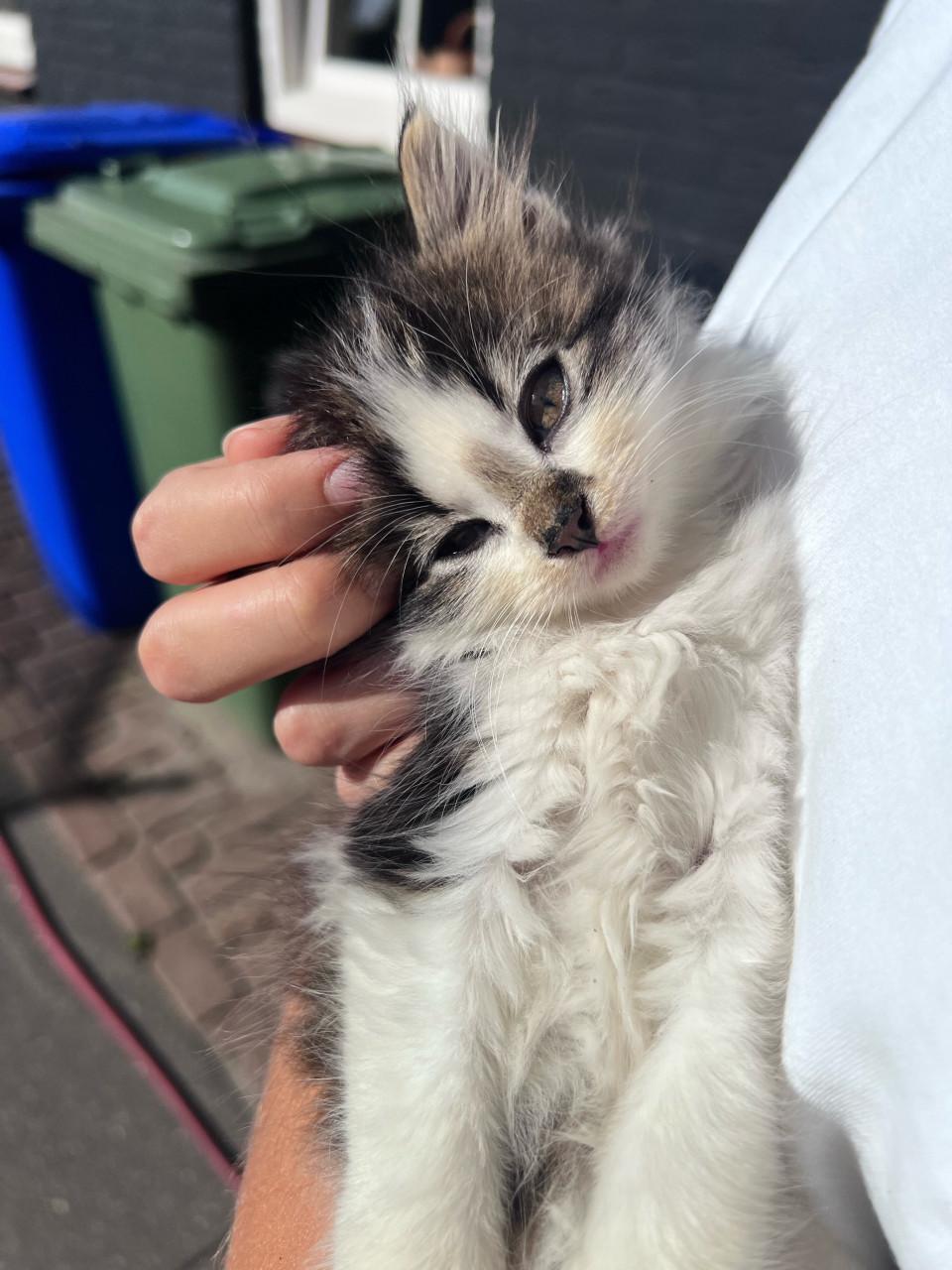 Relaxte kittens te koop