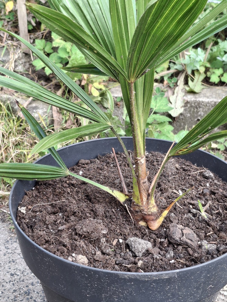 Palmboom