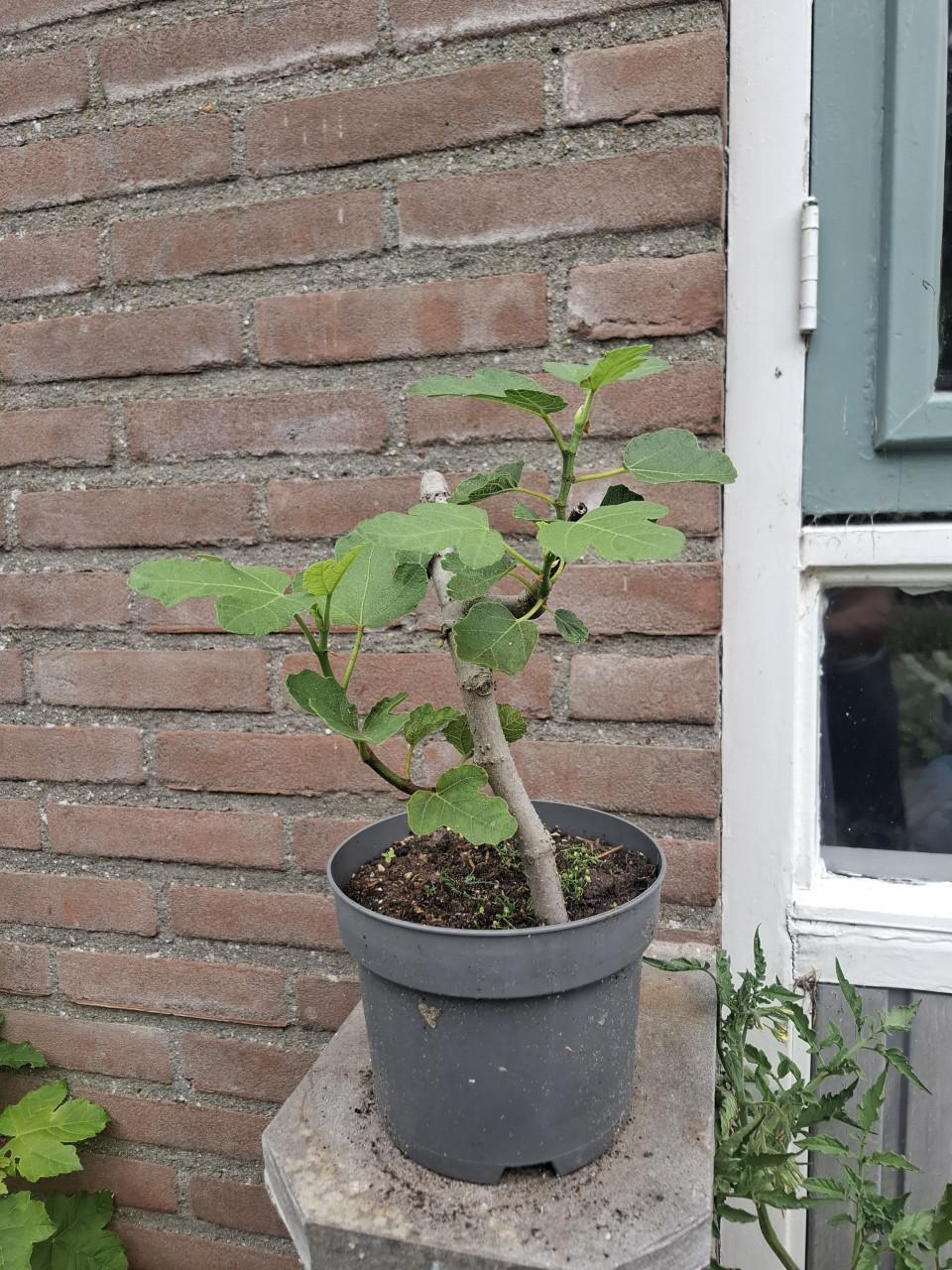 Diverse Vijgen stekjes