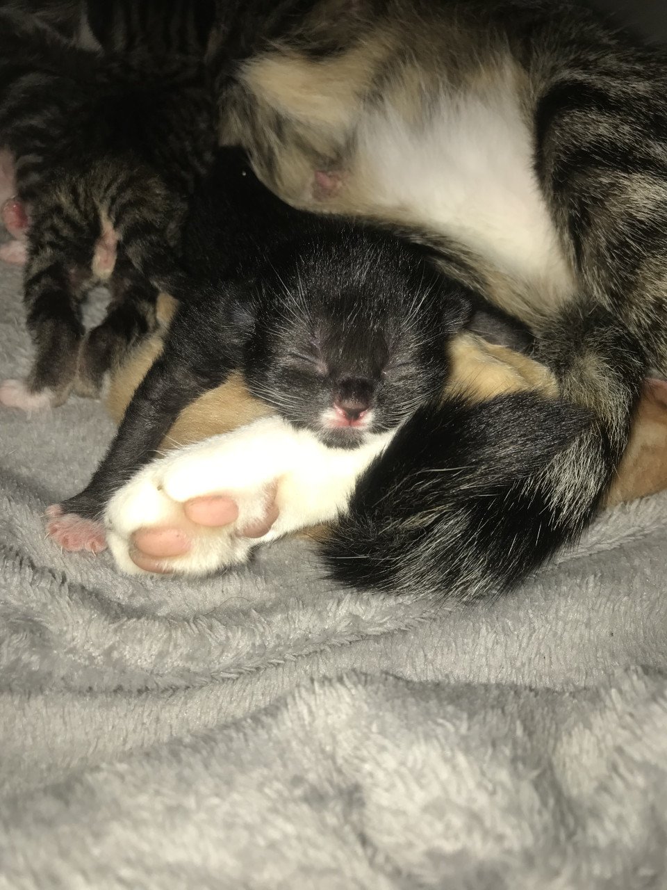 Kitten / Kittens zoeken gouden mandje! ❤️