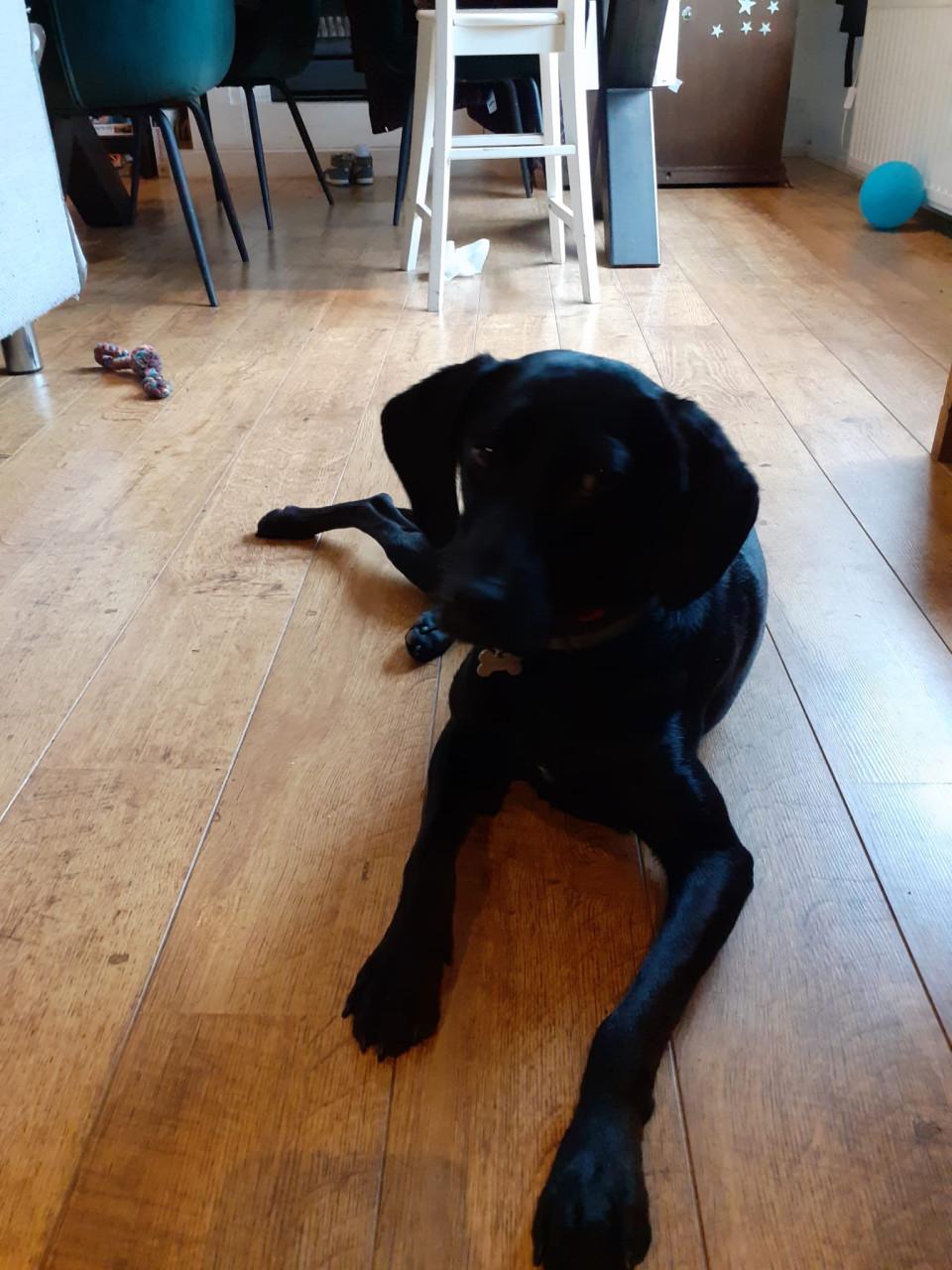 Lieve hond ( vrouwtje)