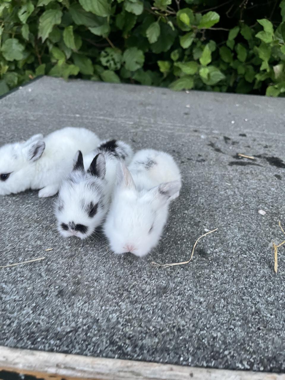 Baby konijnen te koop