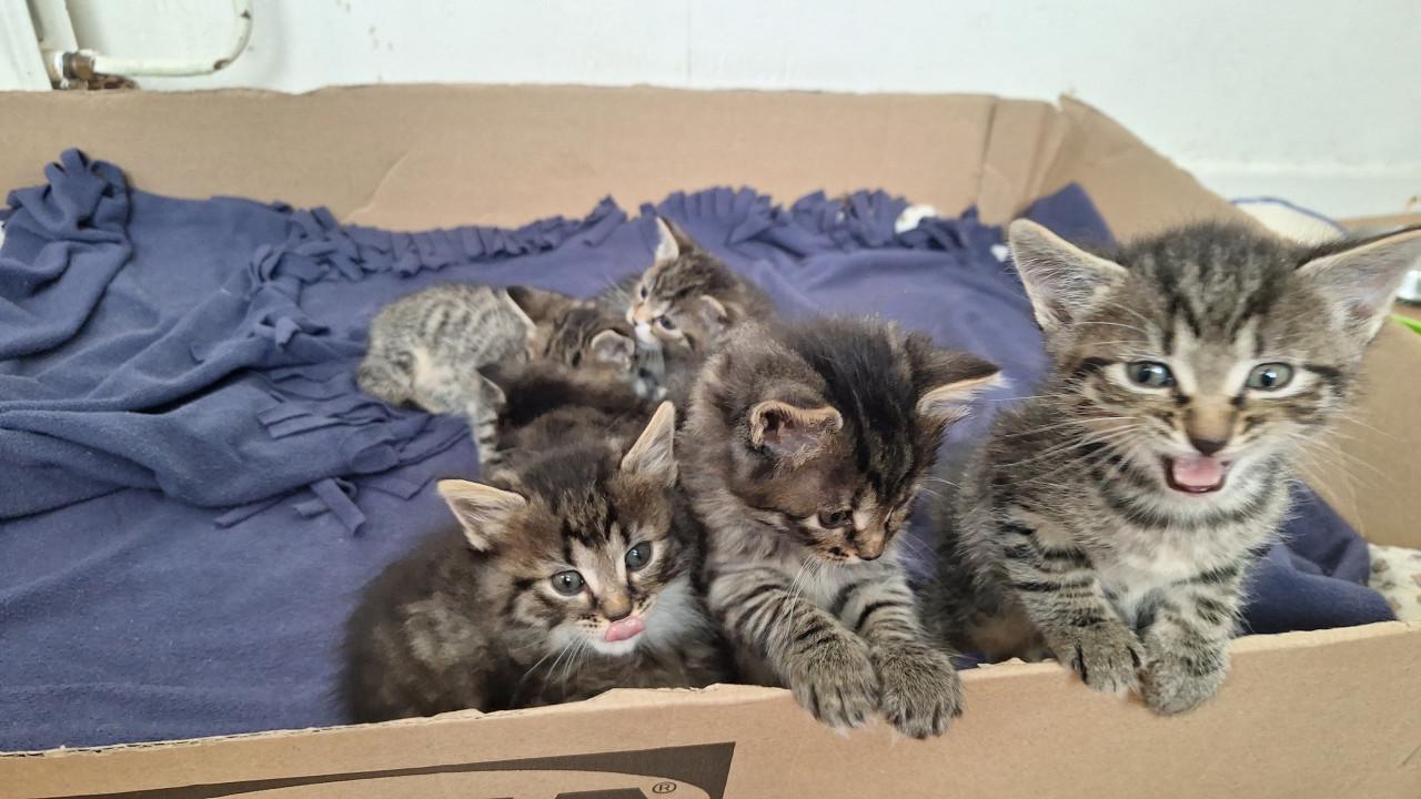 Kittens