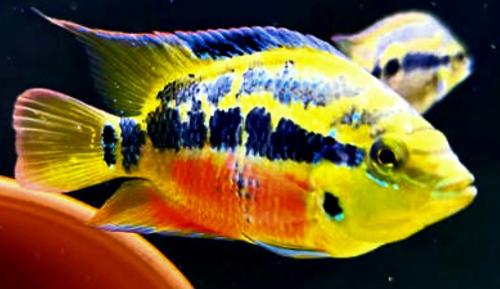 Kleurijke cichliden