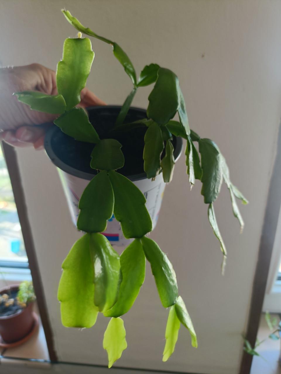 Jonge gezonde lidcactus plantjes