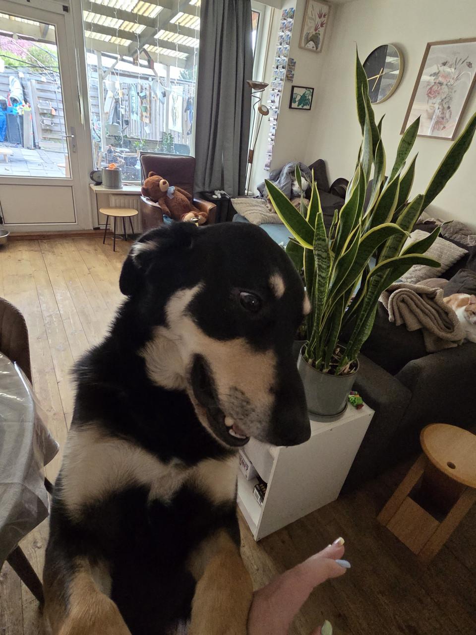 Devil zoekt gouden mandje