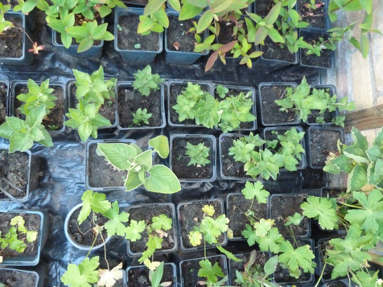 OPRUIMING VASTE PLANTEN