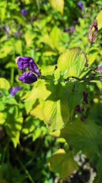 Salvia