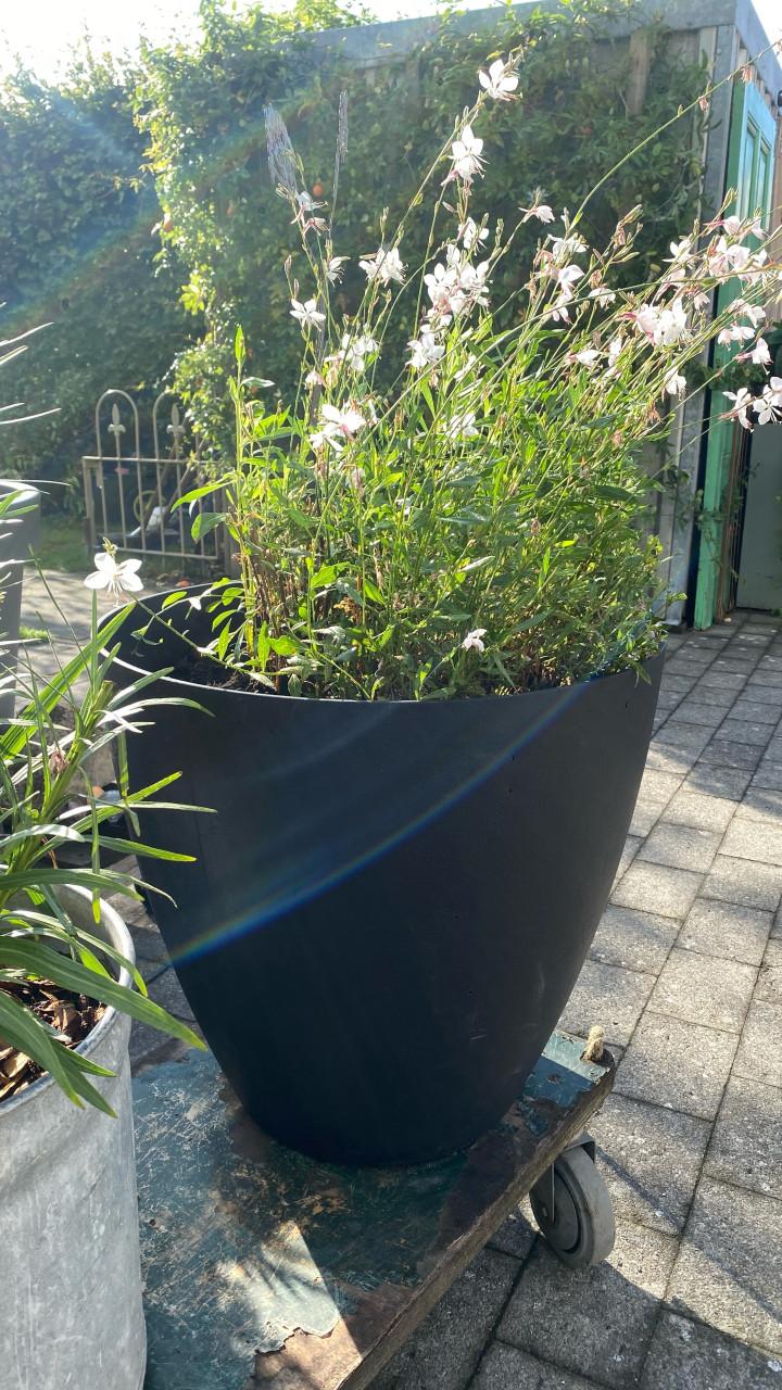 Mooie bloempot met VASTE PLANT 🌼