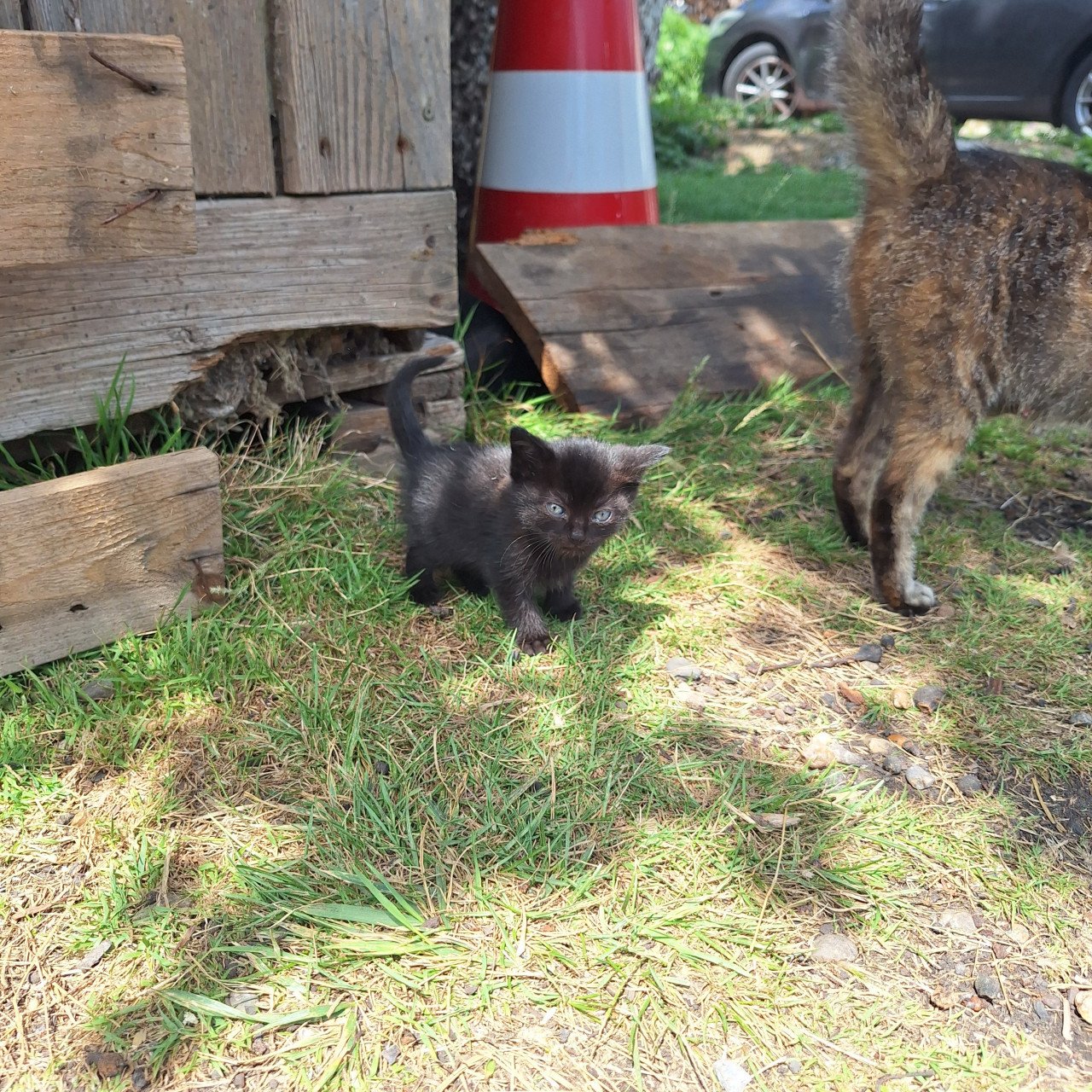 Kittens