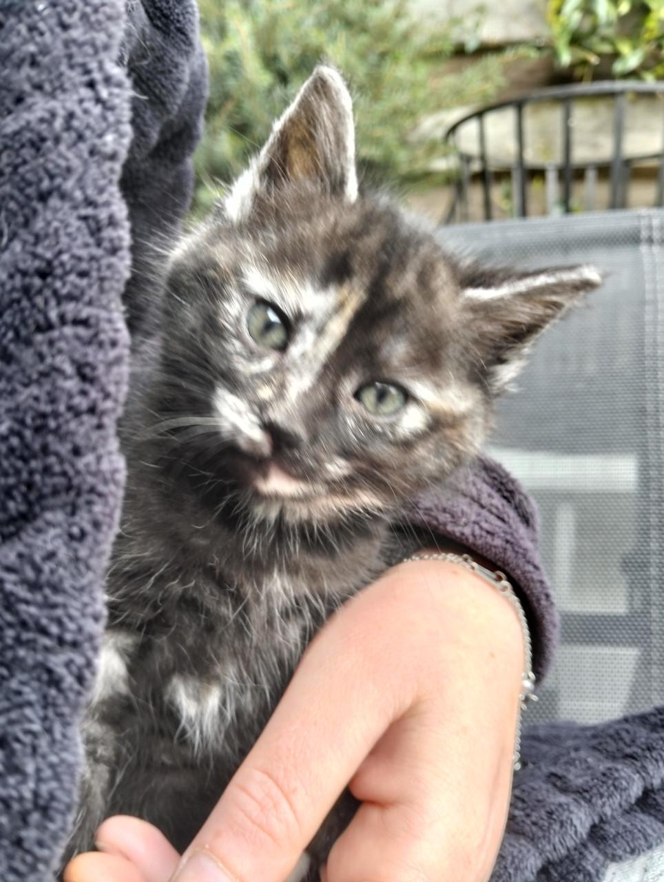 Kittens