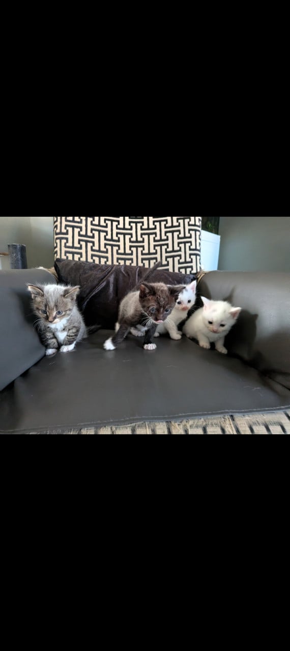 Nog 1 kitten kruising: Europees/Britse korthaar/Turkse Angora