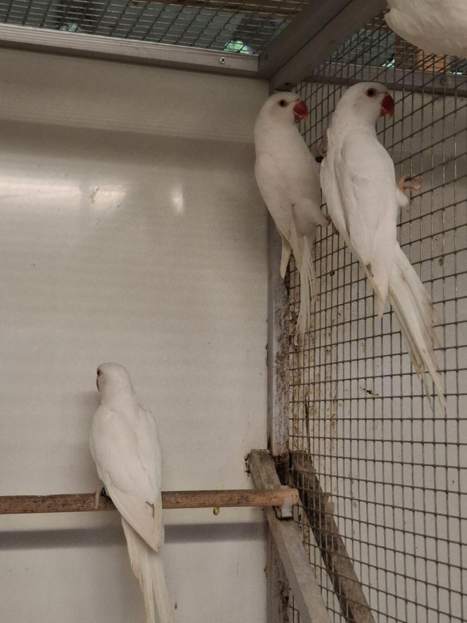 Witte halsbandparkieten